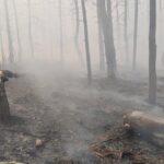 Горить через дрони: в лісах на Київщині збільшують кількість команд для гасіння пожеж