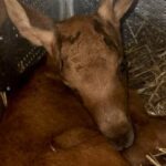 Серце не витримало шоку: під Києвом через російську атаку загинуло лосеня