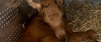 Серце не витримало шоку: під Києвом через російську атаку загинуло лосеня