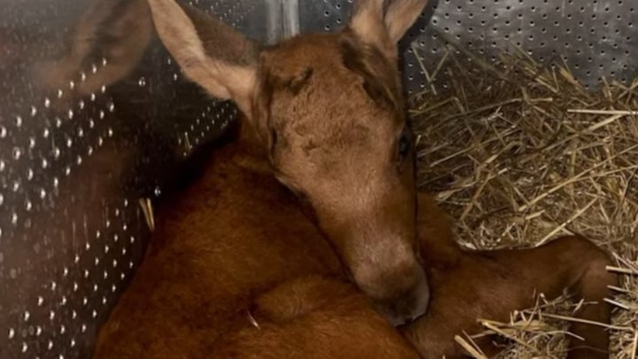 Серце не витримало шоку: під Києвом через російську атаку загинуло лосеня