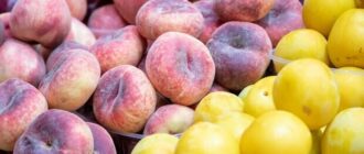 Продуктовые ярмарки в Киеве 1 - 4 июля: адреса