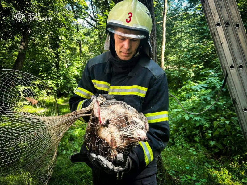 Шукала прихистку від ударів РФ: на Київщині єнотиха просиділа на дереві три дні, до її порятунку залучали рятувальників