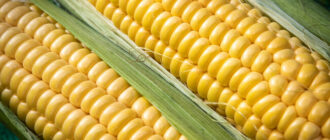 Продуктовые ярмарки в Киеве 8 - 11 июля: адреса