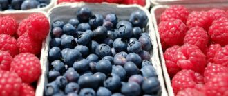 Продуктовые ярмарки в Киеве 26 - 27 июля: адреса