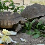 Найбільші сухопутні черепахи Африки: як живуть в столичному зоопарку евакуйовані тварини з Київщини