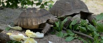 Найбільші сухопутні черепахи Африки: як живуть в столичному зоопарку евакуйовані тварини з Київщини