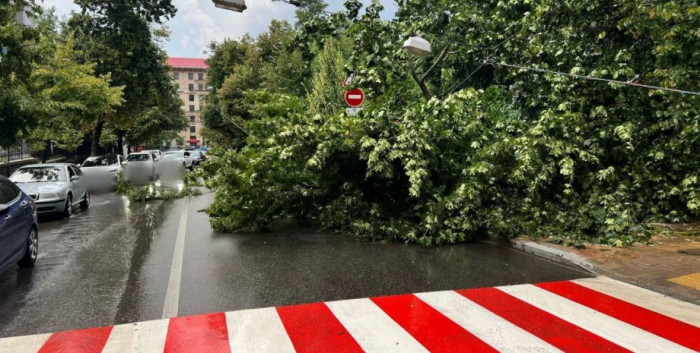 В Киеве ливень и ураган повалили деревья