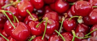 Продуктовые ярмарки в Киеве 5 - 6 июля: адреса