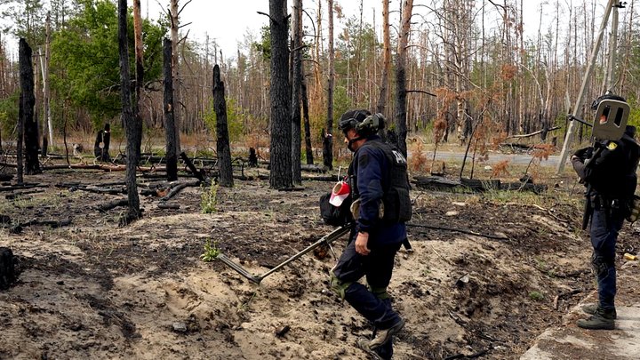 На Київщині розпочалися жнива: яка врожайність