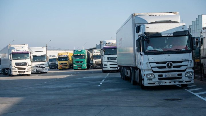 Спека у Києві: як подбати про домашніх і безпритульних тварин