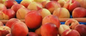Продуктовые ярмарки в Киеве 19 – 20 июля: адреса