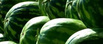 Продуктовые ярмарки в Киеве 19 – 22 августа: адреса