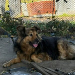 Собака, потерявшая хозяина во время обстрела 28 августа, нашла новый дом