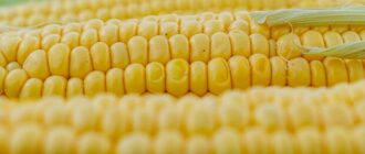 Продуктовые ярмарки в Киеве 26 - 29 августа: адреса