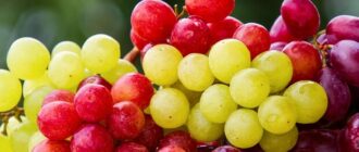Продуктовые ярмарки в Киеве 2 - 5 сентября: адреса