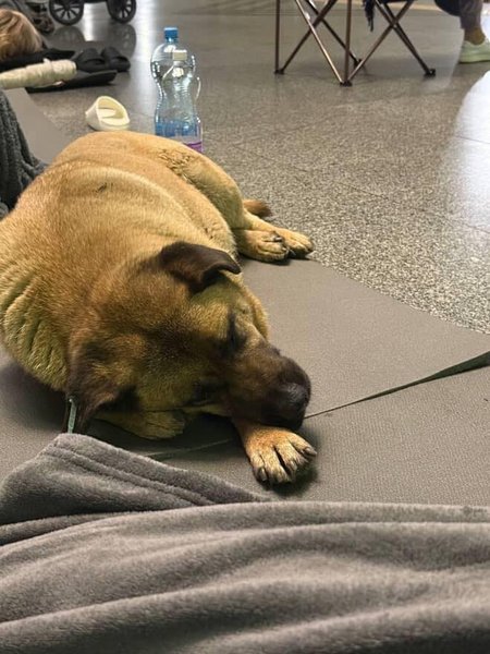 Собака Миша Собака Миша боится взрывов и прячется на станции метро во время атак