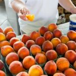 Продуктовые ярмарки в Киеве 6 - 7 сентября: адреса
