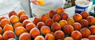 Продуктовые ярмарки в Киеве 6 - 7 сентября: адреса