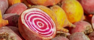 Продуктовые ярмарки в Киеве 15 - 19 сентября: адреса