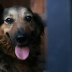 Стало відомо, що зараз з собакою, яка два дні чекала господаря на руїнах у Києві, але його знайшли загиблим