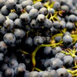 Продуктовые ярмарки в Киеве 30 сентября - 3 октября: адреса