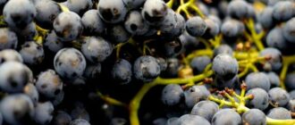 Продуктовые ярмарки в Киеве 30 сентября - 3 октября: адреса