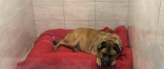 Як почувається у притулку пес Міша зі столичних Теремків після вільного життя на вулиці