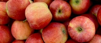 Продуктовые ярмарки в Киеве 9 - 11 сентября: адреса