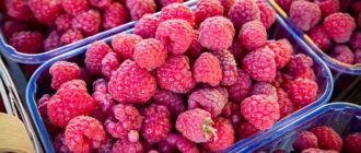 Продуктовые ярмарки в Киеве 23 - 26 сентября: адреса