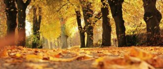 У Києві зафіксували початок метеорологічної осені