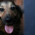 Джессі повернулася у родину: собака, яка під час обстрілу втратила господаря, житиме із його рідними