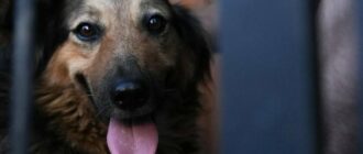 Джессі повернулася у родину: собака, яка під час обстрілу втратила господаря, житиме із його рідними