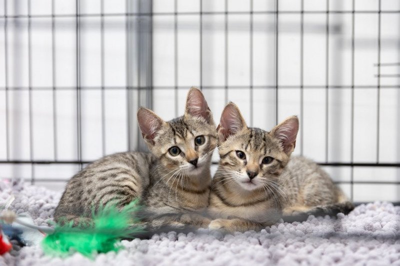 AdoptMe Days на ВДНГ: протягом вихідних в Києві триватиме фестиваль адопції тварин