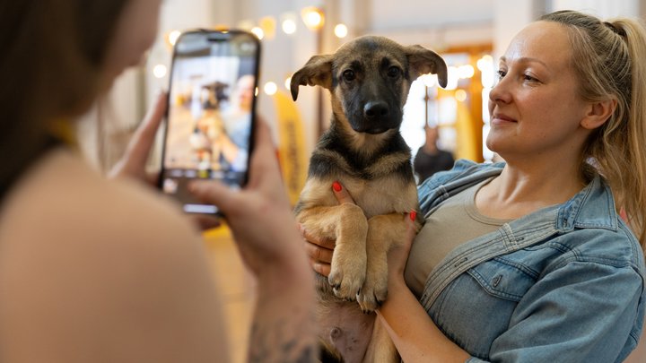 AdoptMe Days на ВДНГ: протягом вихідних в Києві триватиме фестиваль адопції тварин