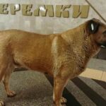 На станцію метро “Теремки” більше не впускають песика Мішу під час російських атак