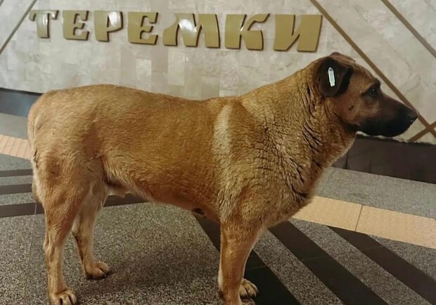 Станція метро “Теремки” більше не впускає песика Мішу під час російських атак 