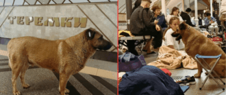 Украинцы борются за право для собаки Миши ходить в укрытие: в метрополитене отреагировали (фото)