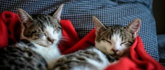 Коти, книжки й доброта: у Києві проведуть благодійну зустріч із притулком "Мурчики" і презентують "Таємничий світ котів"