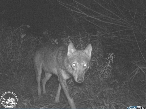 
 У Чорнобильському заповіднику до фотопастки потрапив обережний хижак
 