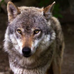 У Чорнобильському заповіднику до фотопастки потрапив обережний хижак