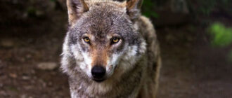 У Чорнобильському заповіднику до фотопастки потрапив обережний хижак У Чорнобильському заповіднику до фотопастки потрапив обережний хижак