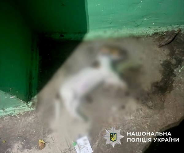 У Києві жінка викинула з вікна собаку своєї подруги