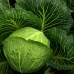 Продуктовые ярмарки в Киеве 18 – 19 октября: адреса