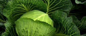 Продуктовые ярмарки в Киеве 18 – 19 октября: адреса