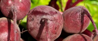 Продуктовые ярмарки в Киеве 11 – 12 октября: адреса