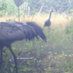 У Чорнобильському заповіднику помітили обережного господаря боліт: з’явилося фото