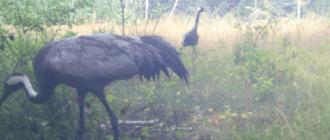 У Чорнобильському заповіднику помітили обережного господаря боліт: з’явилося фото У Чорнобильському заповіднику помітили обережного господаря боліт: з’явилося фото