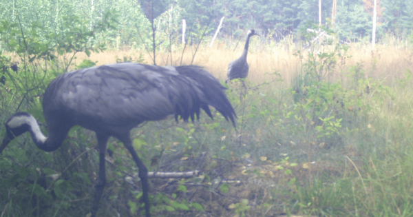 У Чорнобильському заповіднику помітили обережного господаря боліт: з’явилося фото
  
 У Чорнобильському заповіднику помітили обережного господаря боліт: з’явилося фото