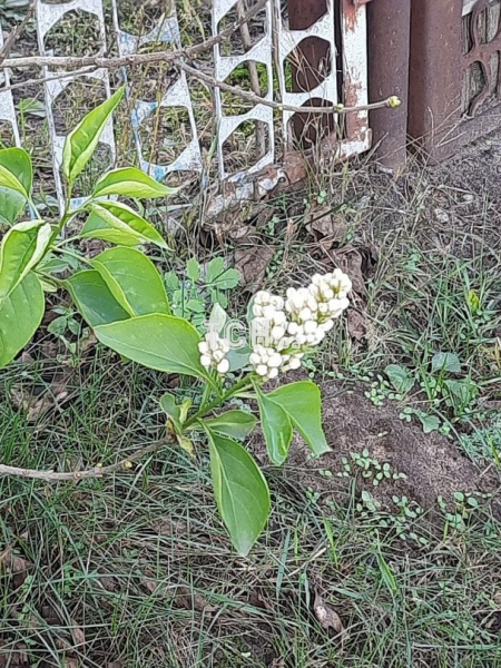 
 На Київщині посеред осені несподівано зацвів бузок (фото)
 