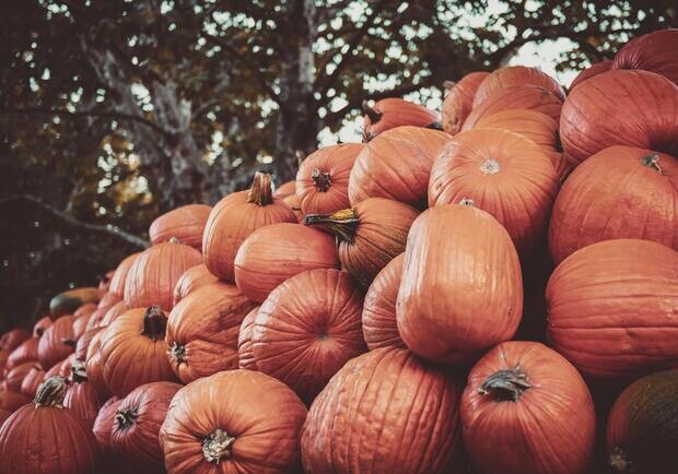 Где в эти выходные в Киеве пройдут продуктовые ярмарки. Адреса 